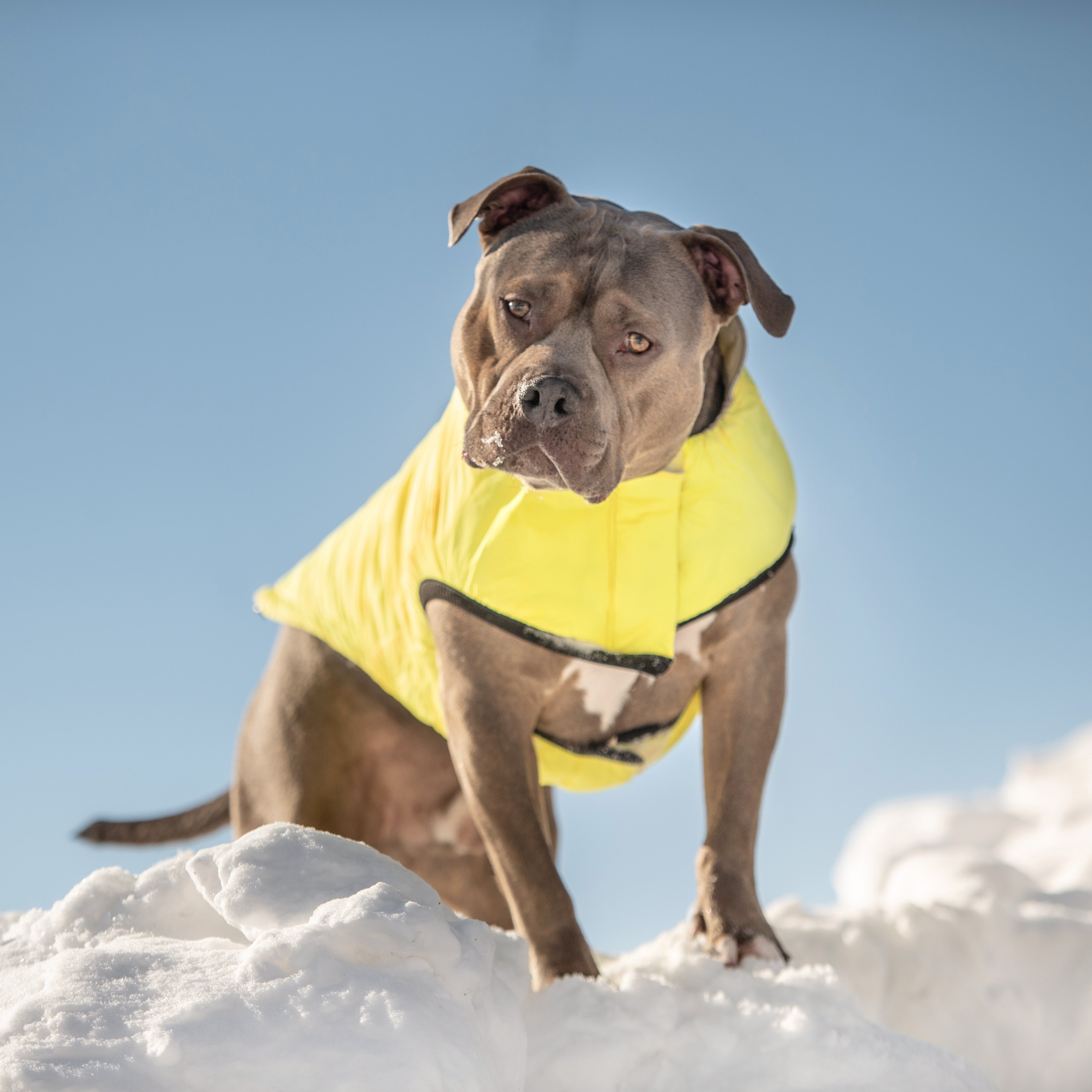 Reversible Chalet Jacket - Sand/Yellow