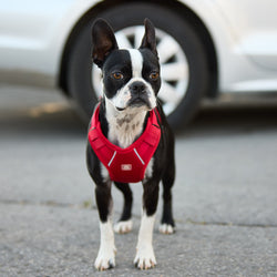 Travel Harness - Red