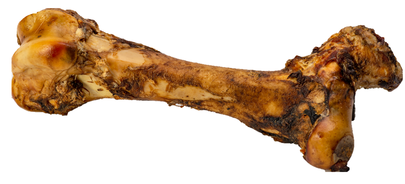 Butcher's Prime Goliath Femur Bone