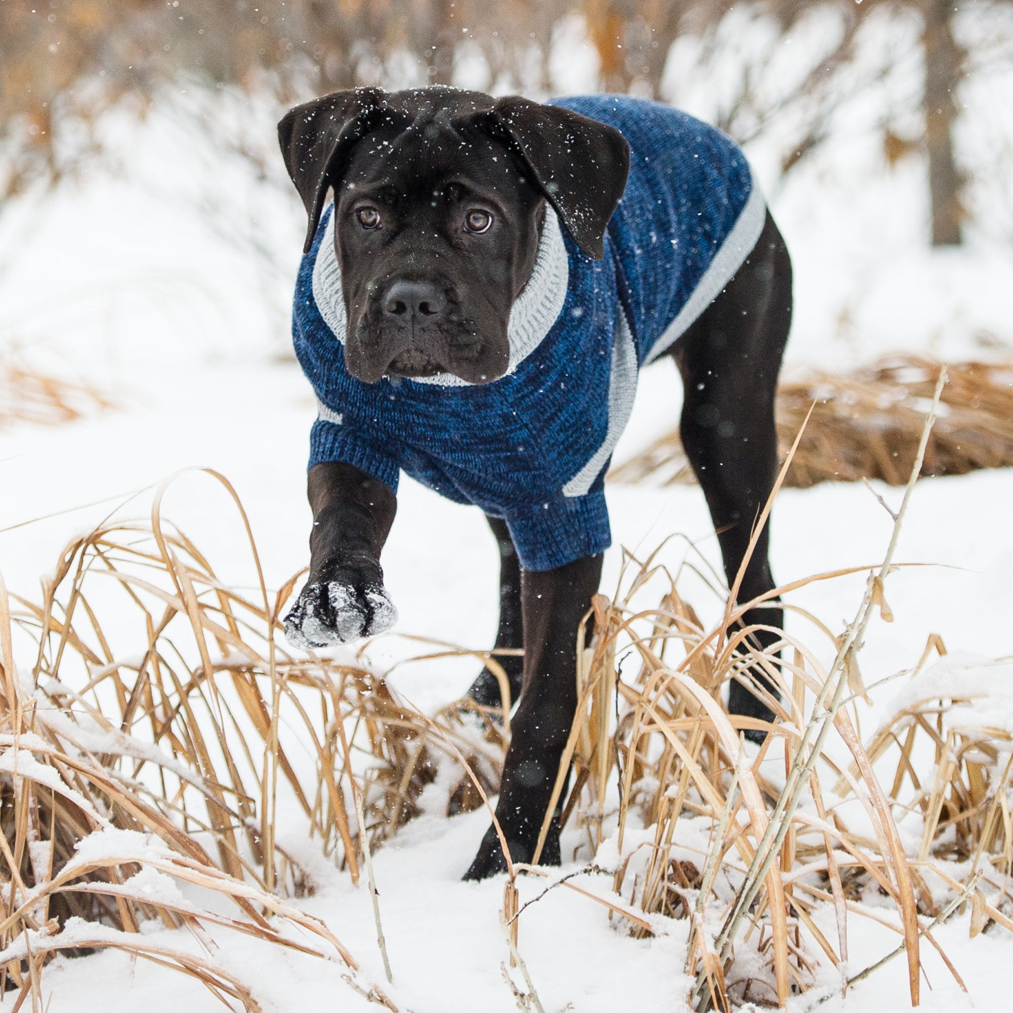 Trekking Sweater - Blue