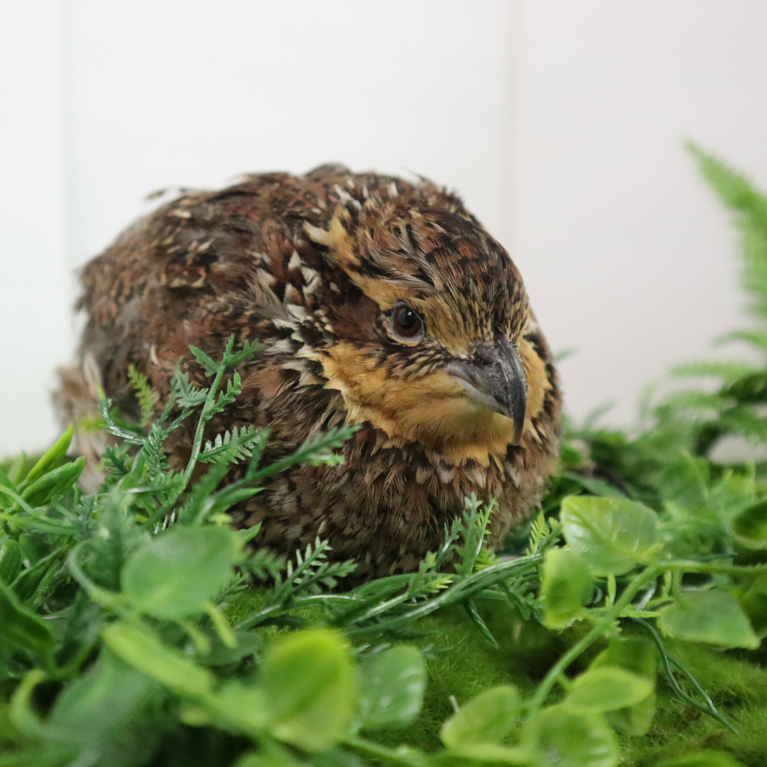Georgia Giant Quail Hatching Eggs
