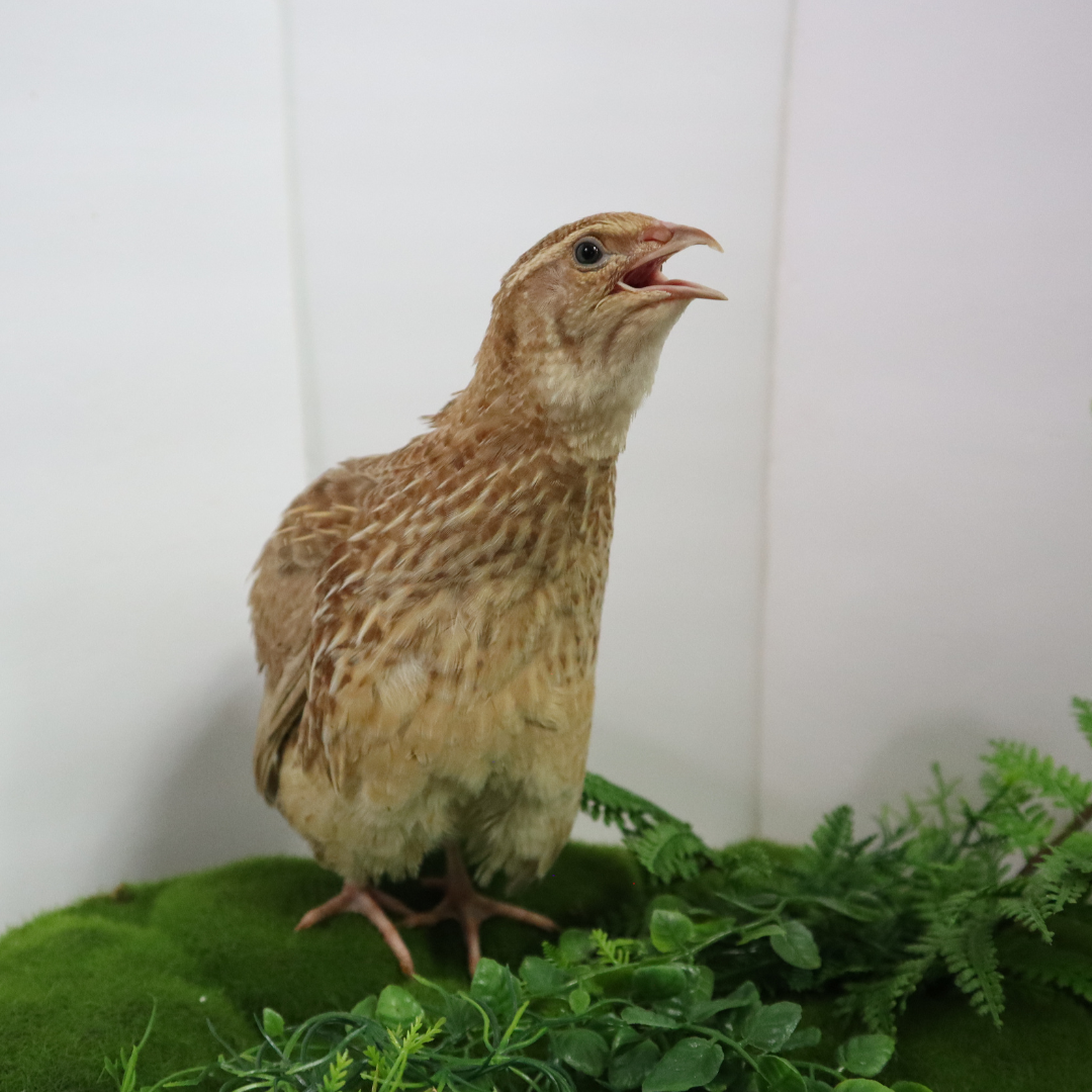 Ginger Coturnix Quail Hatching Eggs