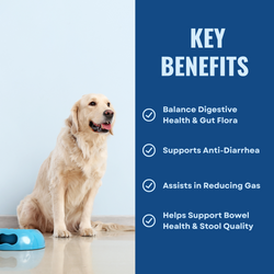 Gut Health For Dogs