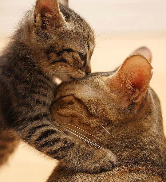 1lb NUPRO® HEALTH NUGGETS for CATS