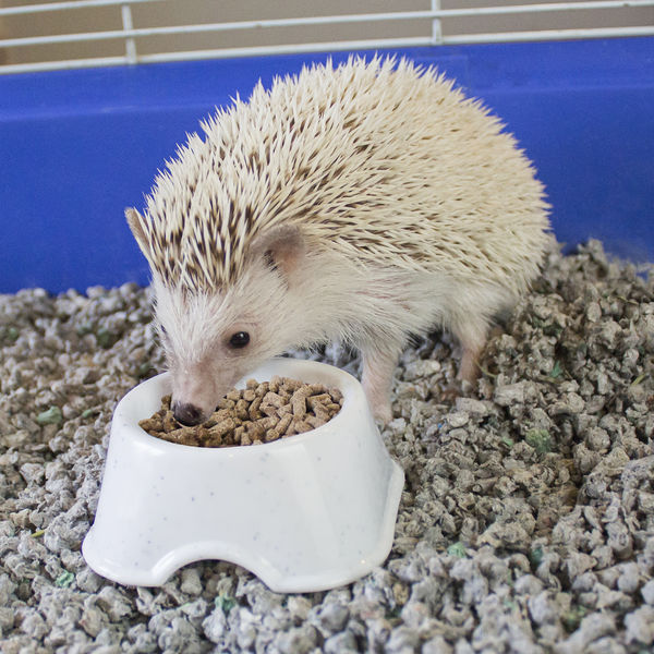 25oz Sunseed Vita Prima Hedgehog Food