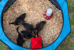 My Pet Chicken Hen Pen Pop-Up Brooder