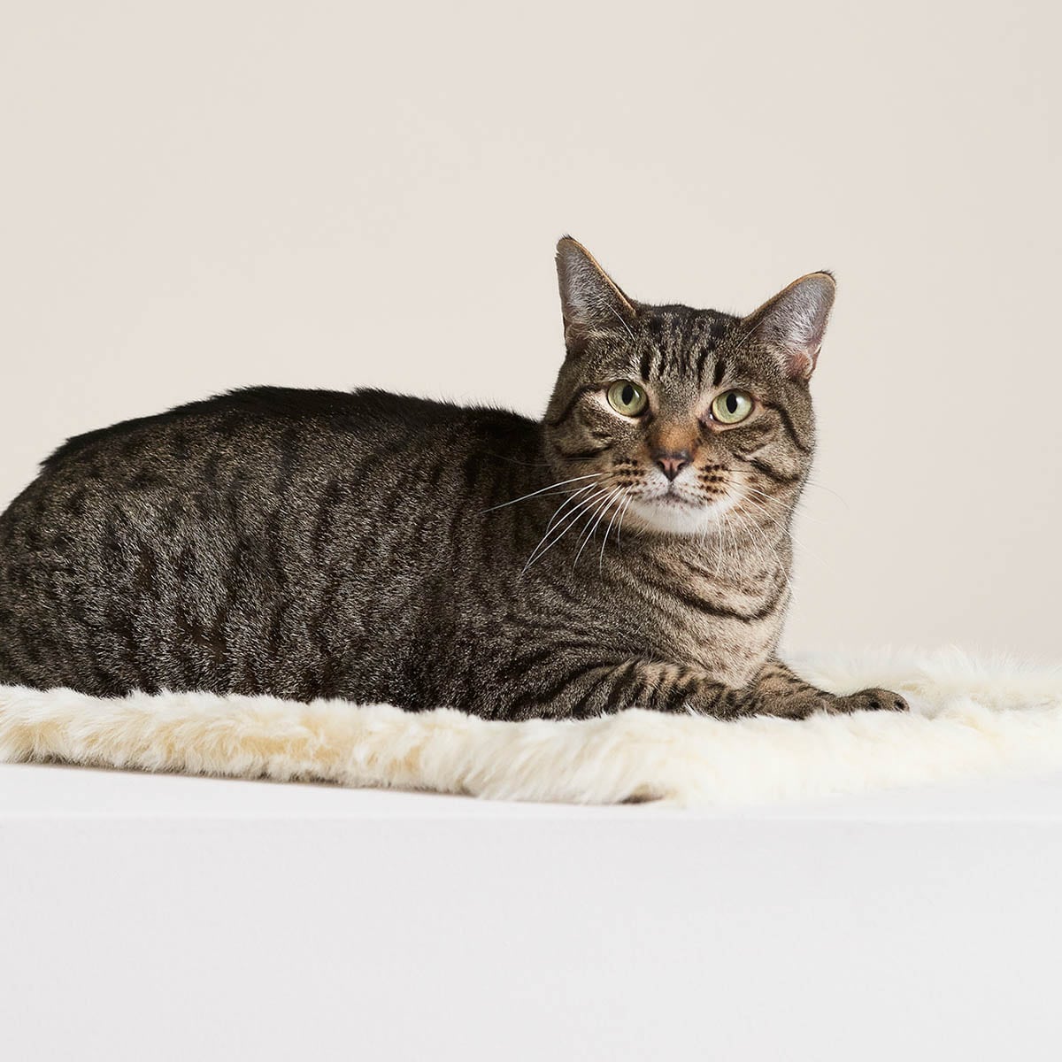 Floof Cat Blanket