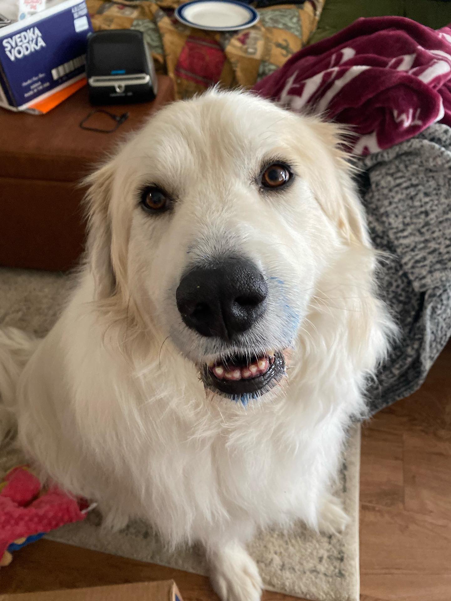 Blue Spirulina Powder (Organic)