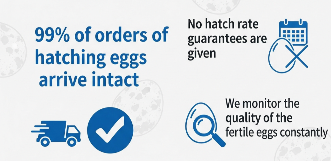 Jumbo White Coturnix Hatching Eggs - Premium Quail Eggs for Hatching - Perfect for Homesteaders, Breeders, Hobbyists - Freshly Collected for High Hatch Rates (Copy)