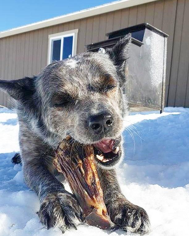 Lamb Shank (GFF & Pasture Raised)