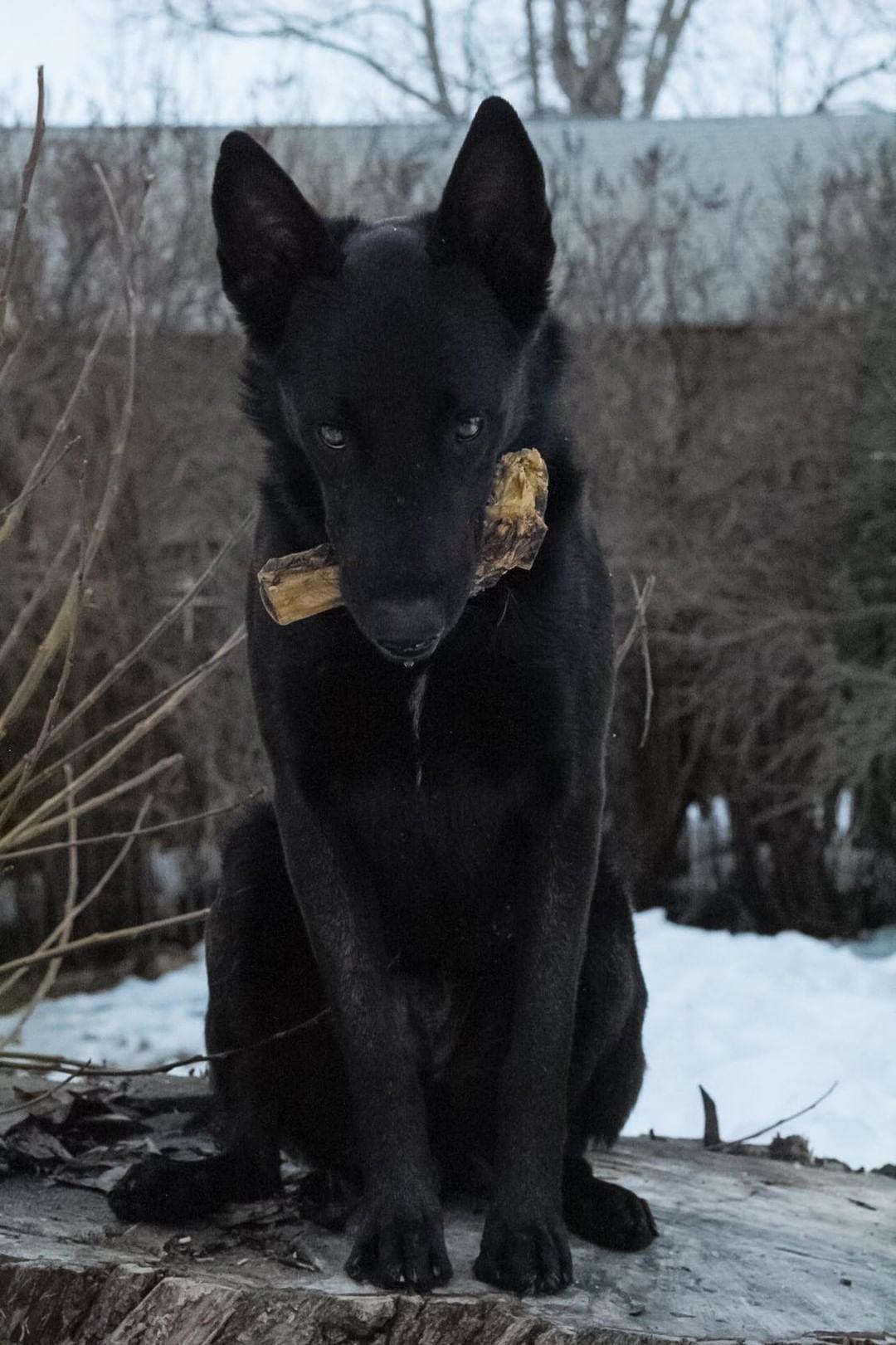Lamb Shank (GFF & Pasture Raised)