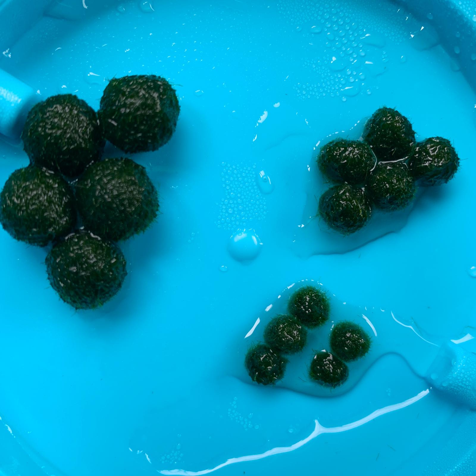 Live Moss Balls Mini Baby 0.3-0.5cm 5/10/20/50PCS Marimo Moss Balls Aqua Plant Pet Petco