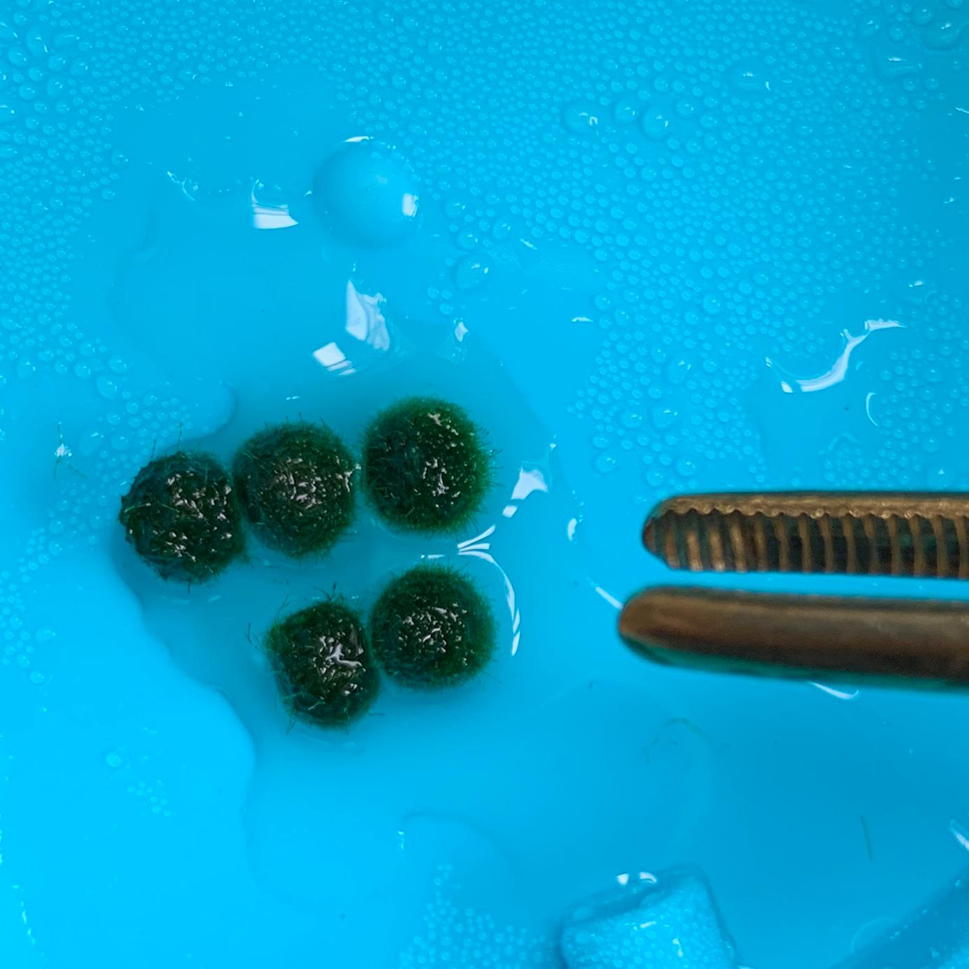 Sample Marimo Moss Balls Multiple Size - Authentic Japanese Moss Balls