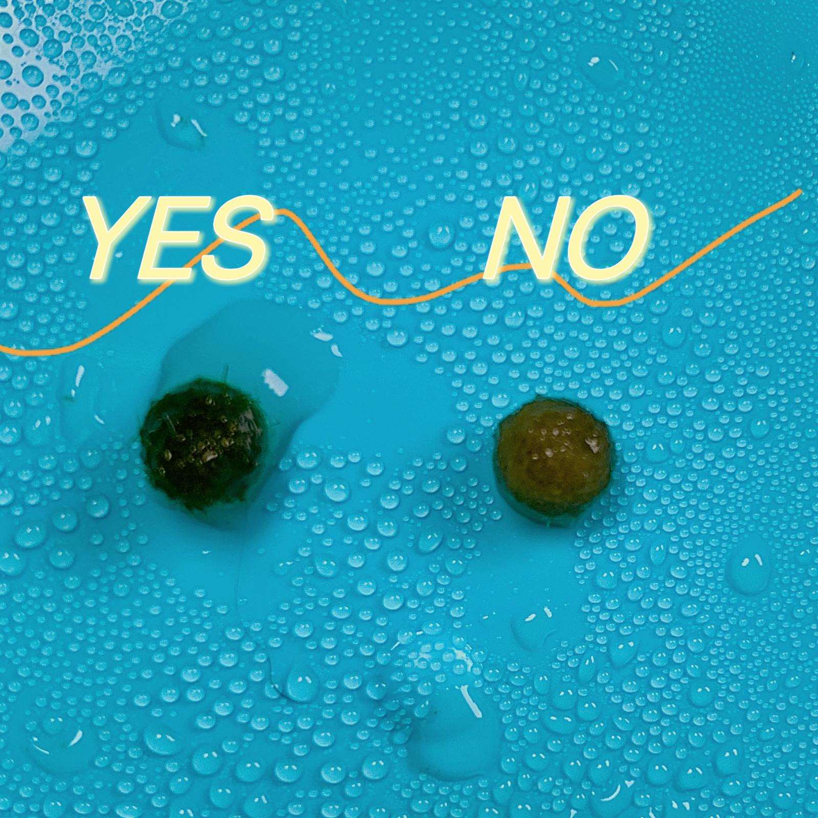 Marimo Moss Balls 6-12 Month 0.8-1.5cm Wholesale Discounted Price Bulk Sell