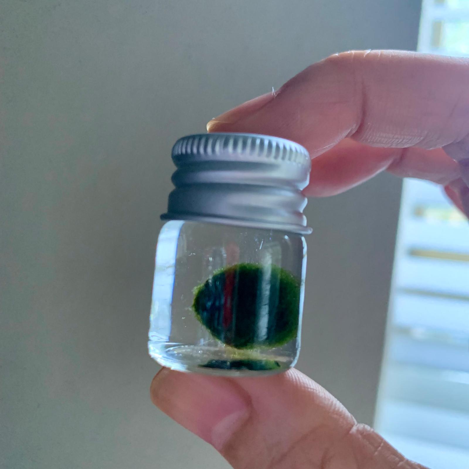 Chubby Marimo Moss Ball Kit Mini Moss Ball Kit