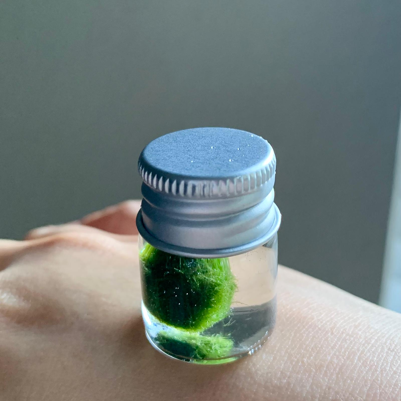 Chubby Marimo Moss Ball Kit Mini Moss Ball Kit