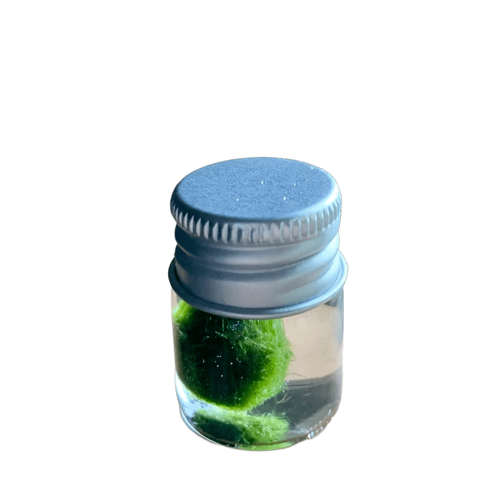 The Family Pet
