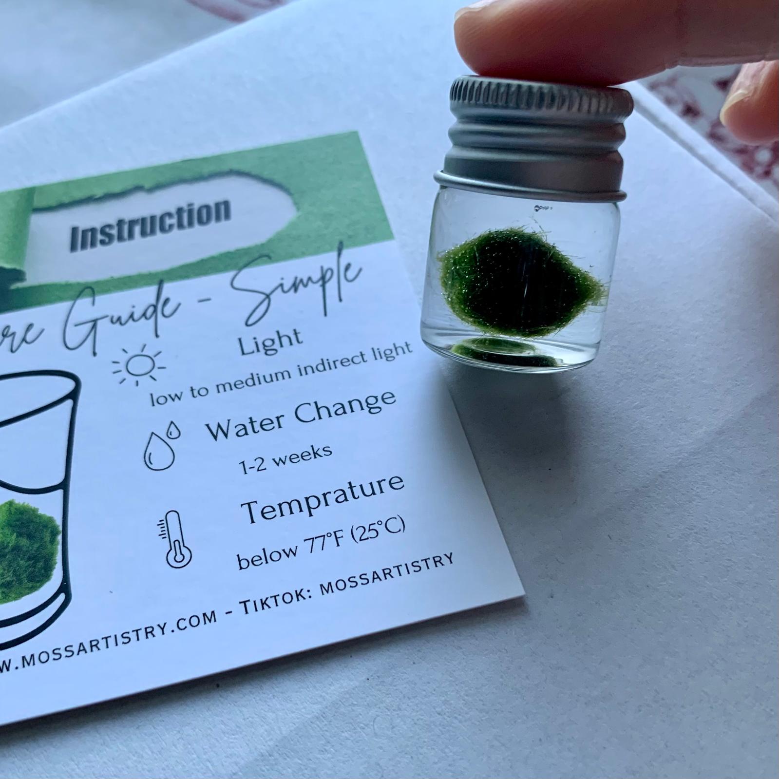 Chubby Marimo Moss Ball Kit Mini Moss Ball Kit