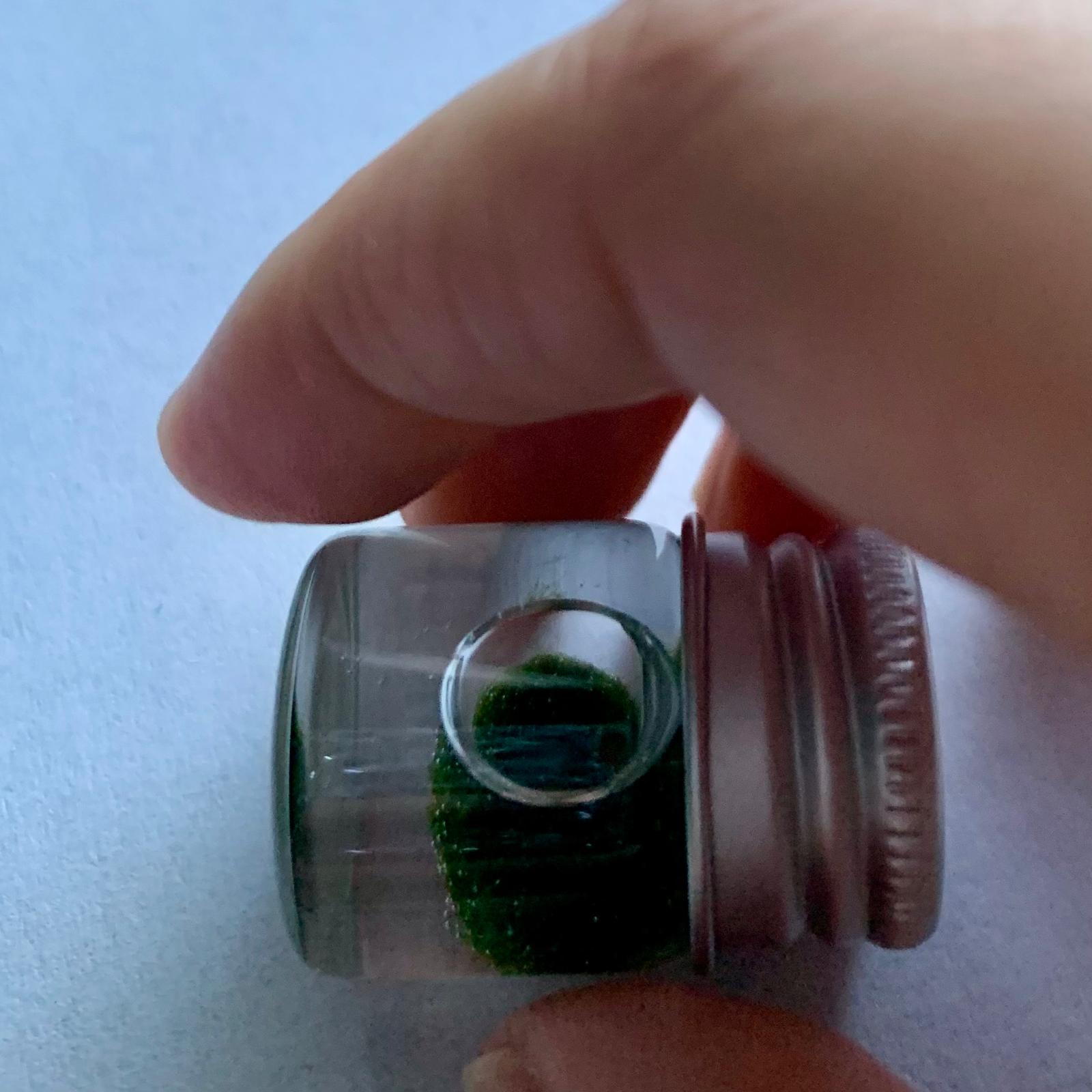 Chubby Marimo Moss Ball Kit Mini Moss Ball Kit