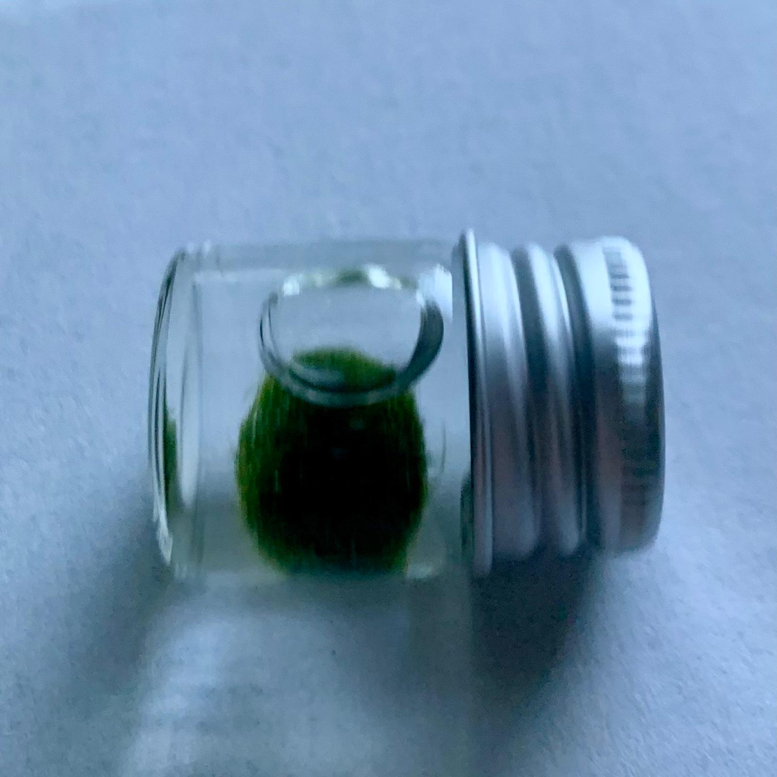Chubby Marimo Moss Ball Kit Mini Moss Ball Kit