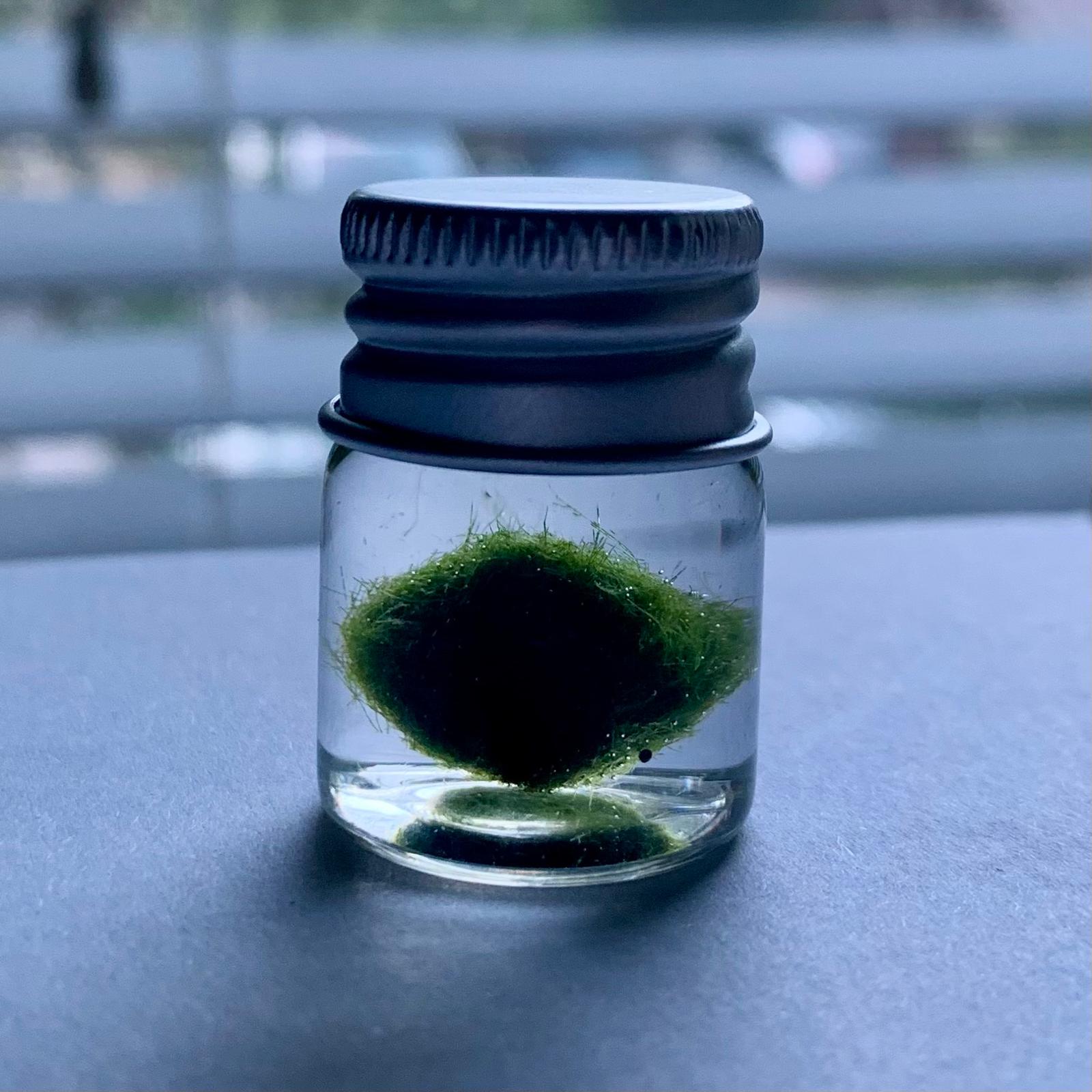 Chubby Marimo Moss Ball Kit Mini Moss Ball Kit