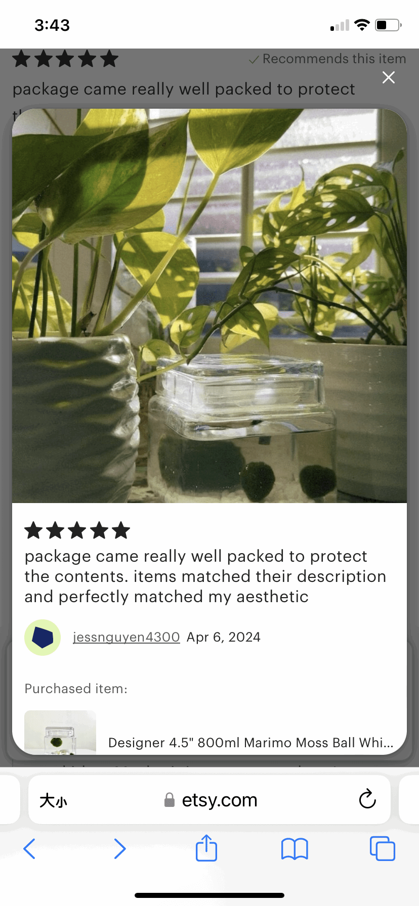 Marimo Moss Ball Aquarium Glass Terrarium Designer 4.5" Home Decor and Office Decor