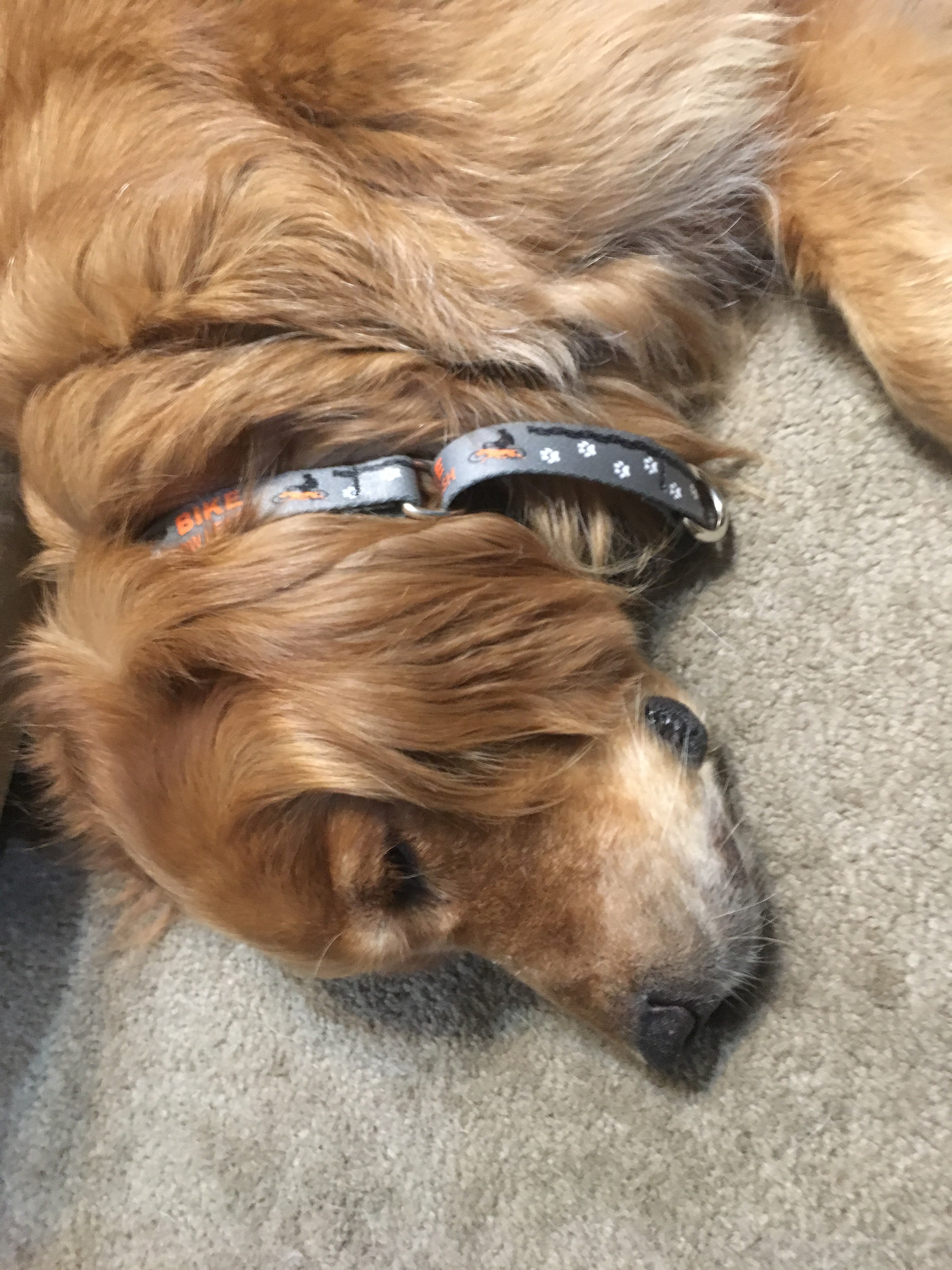 Dog Biking and Walking Collar by Bike Tow Leash