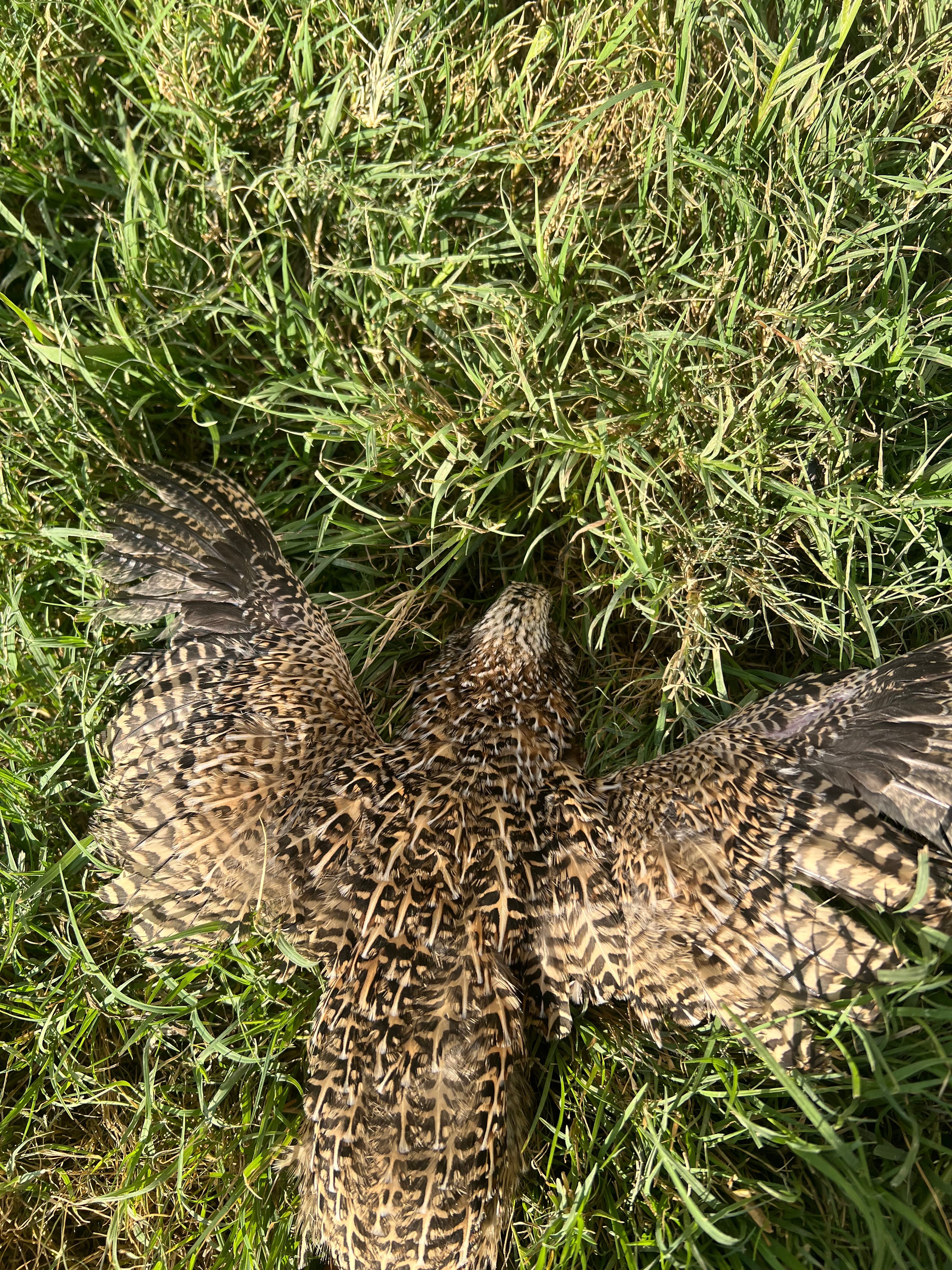 Fertile OZ Collection Quail Eggs for Hatching – Coturnix Quail Eggs – Ideal for Incubation, Breeding, and Backyard Farming