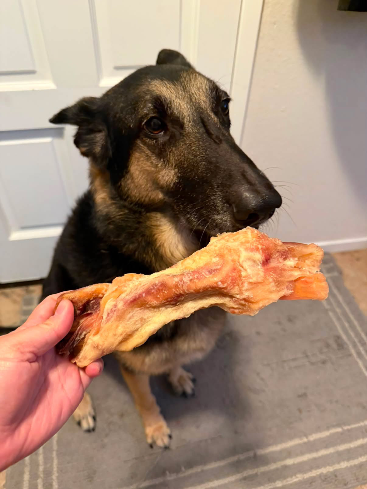 Beef Tendon (Whole & Halved)