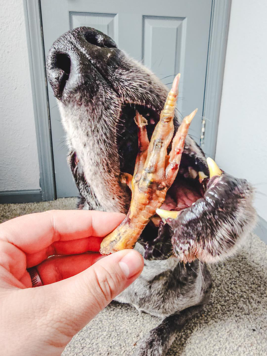 Chicken Feet