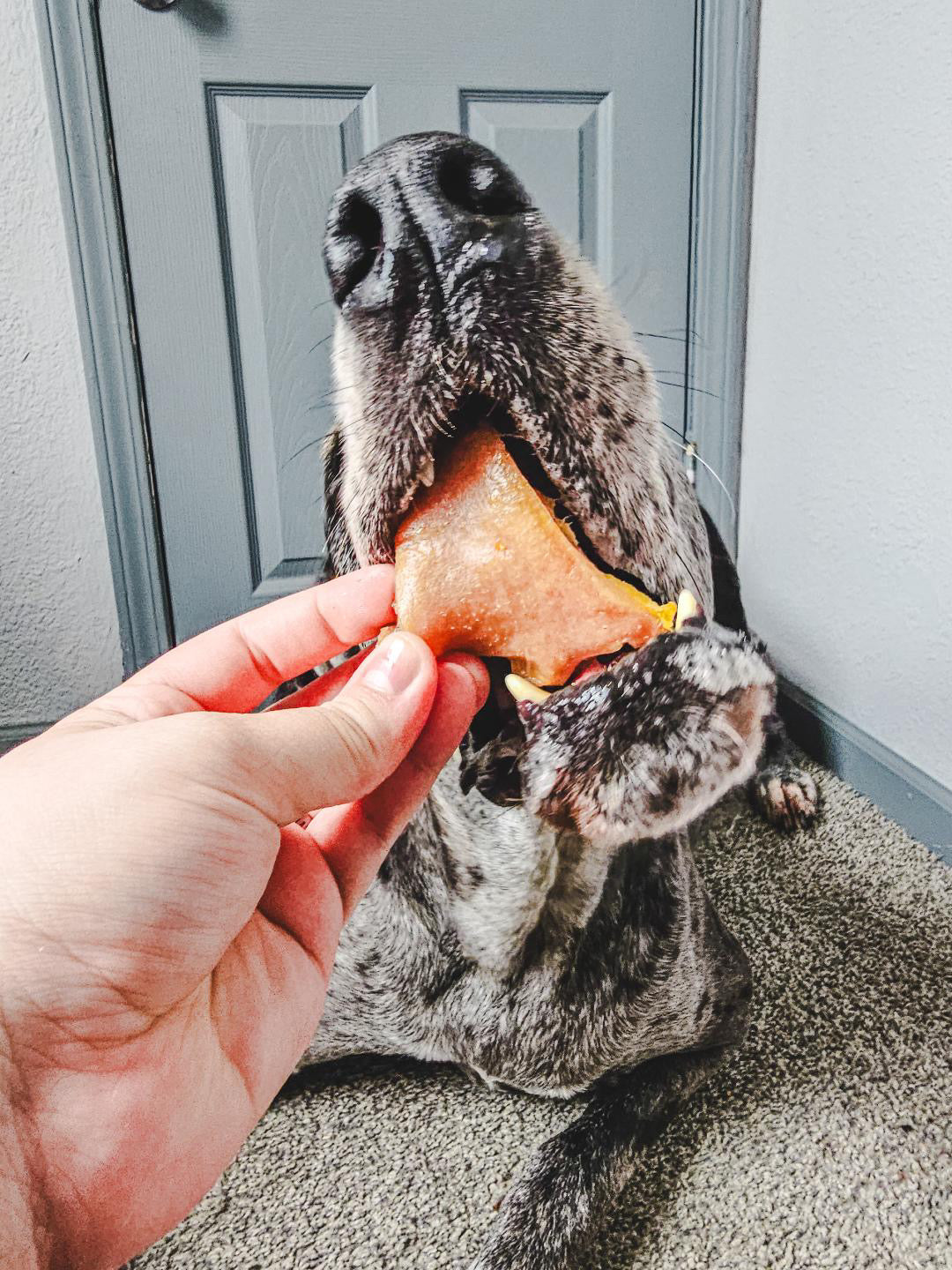 Pig Snout