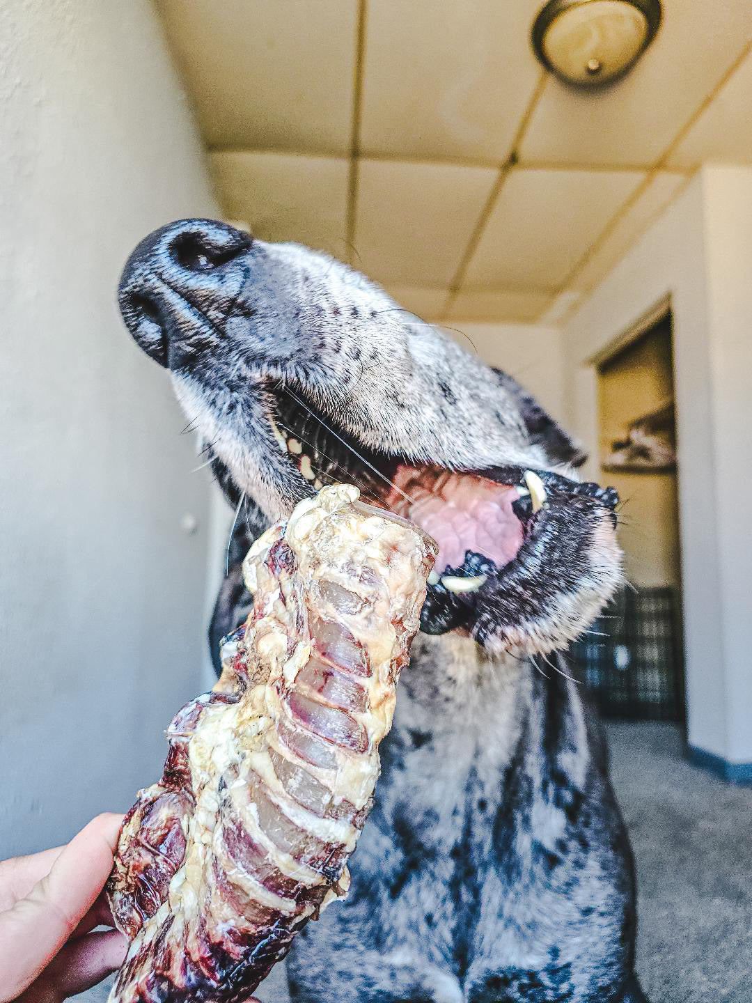 Beef Trachea (Grass Fed & Finished)