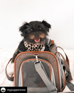 Mr. Peanut's Gold Series Airline Compliant Pet Carrier