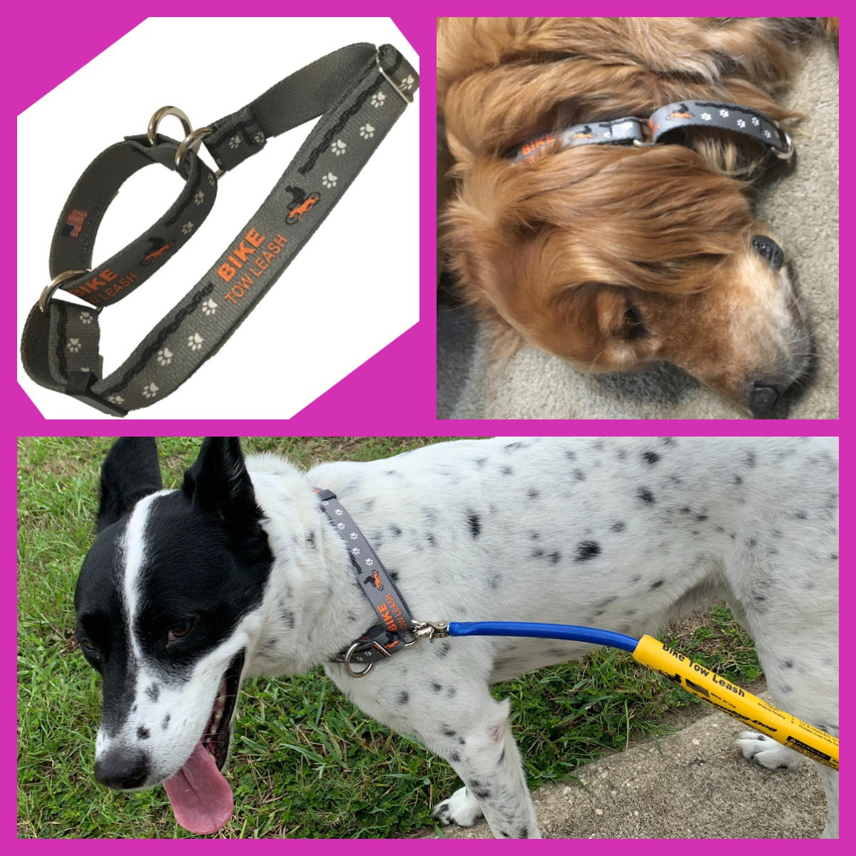 Dog Biking and Walking Collar by Bike Tow Leash