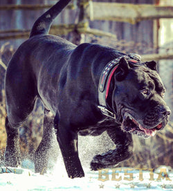 The unique "General" leather dog collar for big dogs