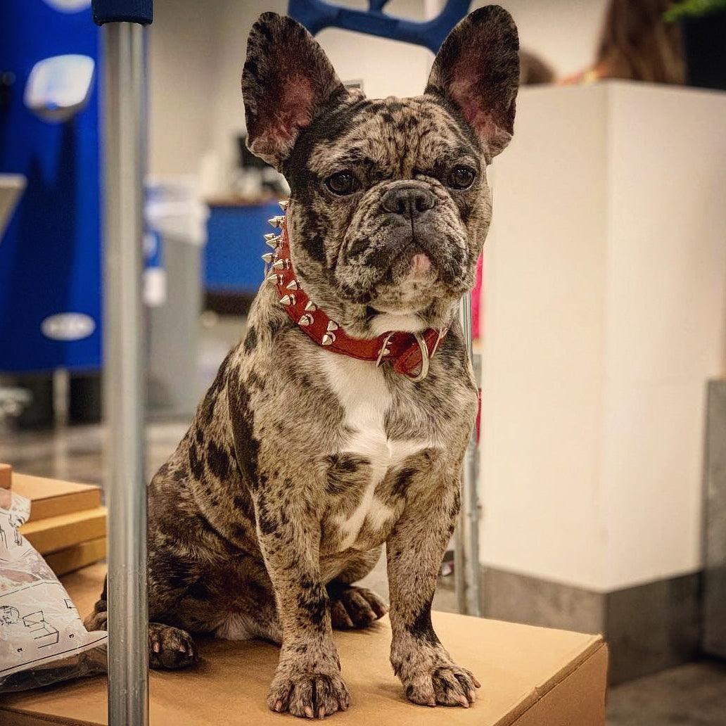 Red Thread Frenchie Red