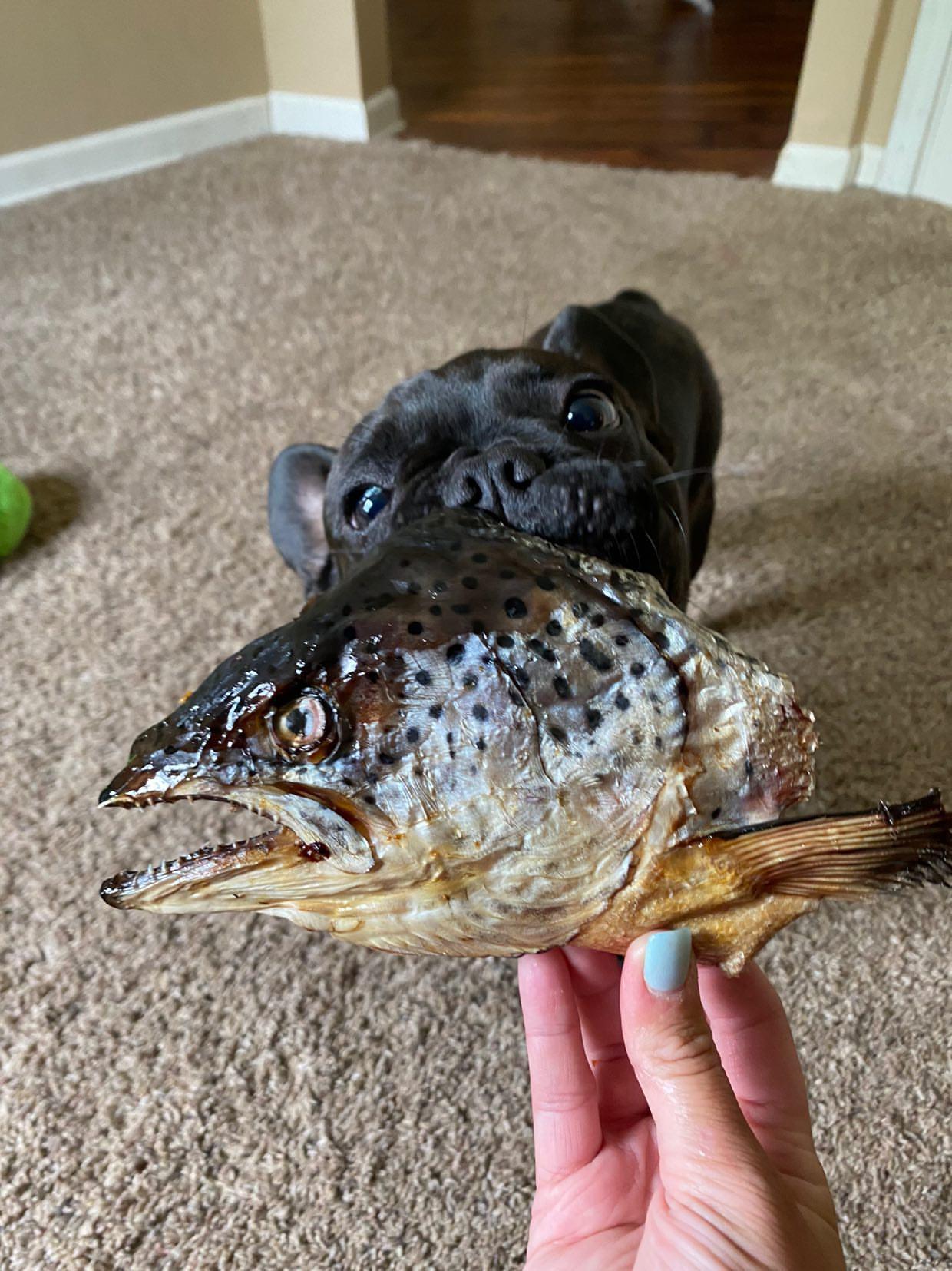 Salmon Head (2 Halves/Farm Raised)