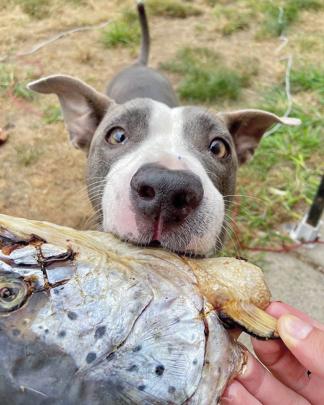 Salmon Head (2 Halves/Farm Raised)