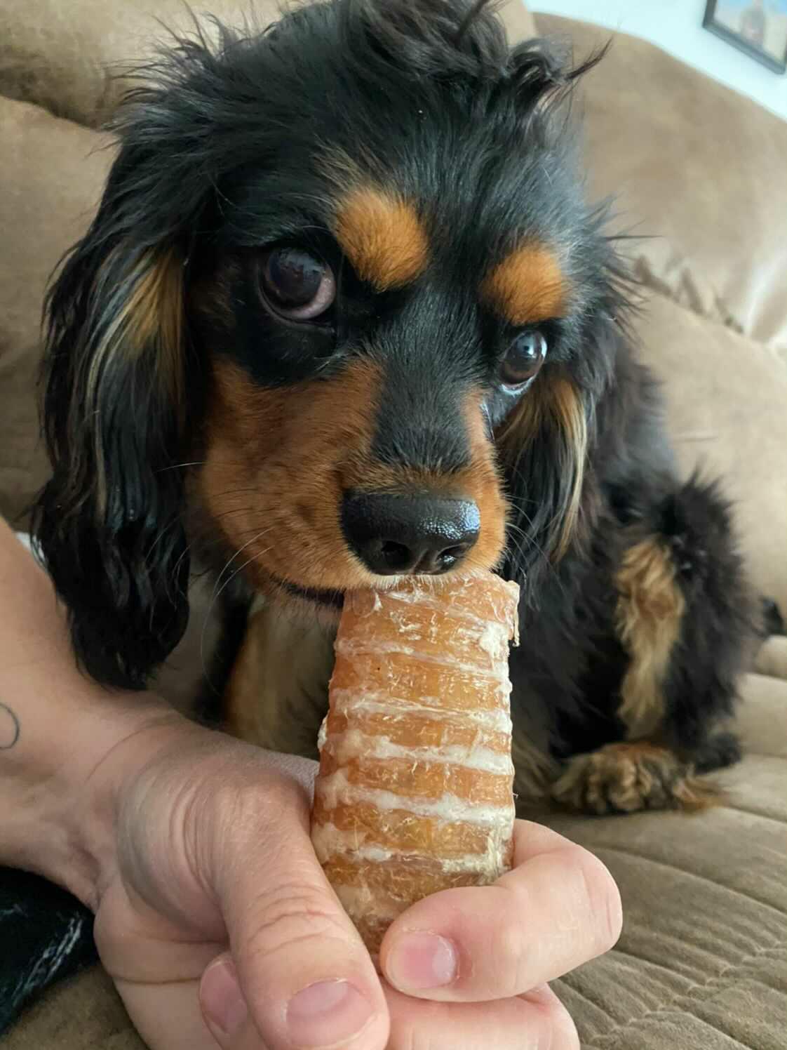 Beef Trachea (Grass Fed & Finished)