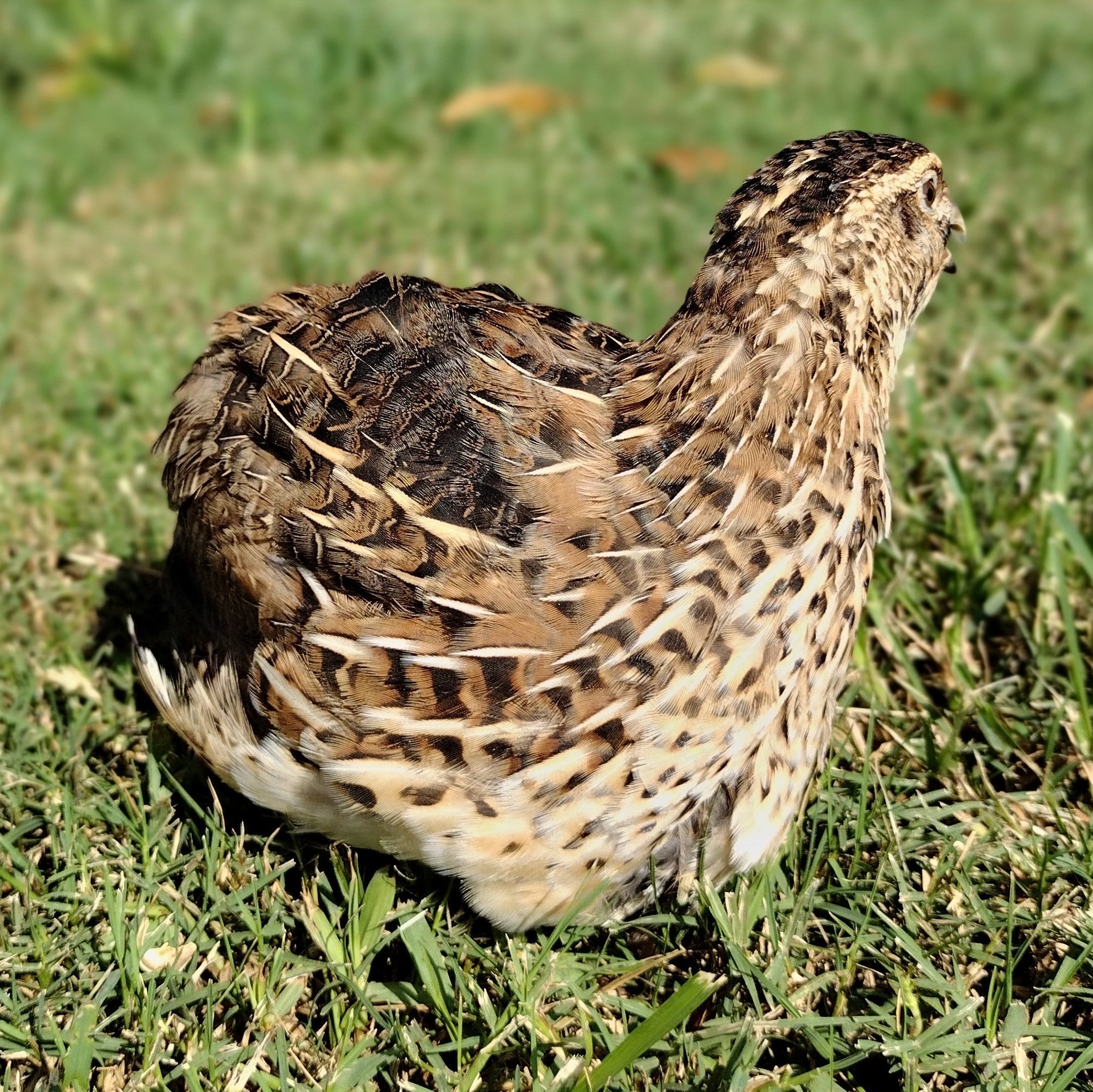 Jumbo Brown Coturnix Hatching Eggs