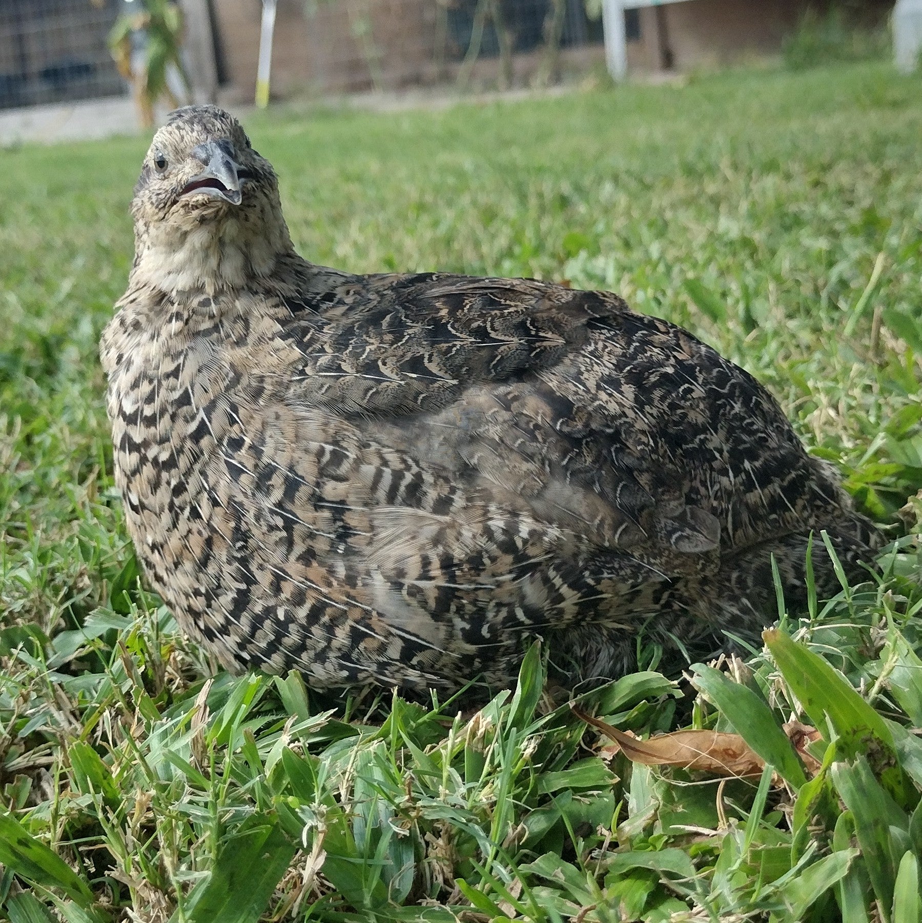 Hens Choice Special hatching eggs