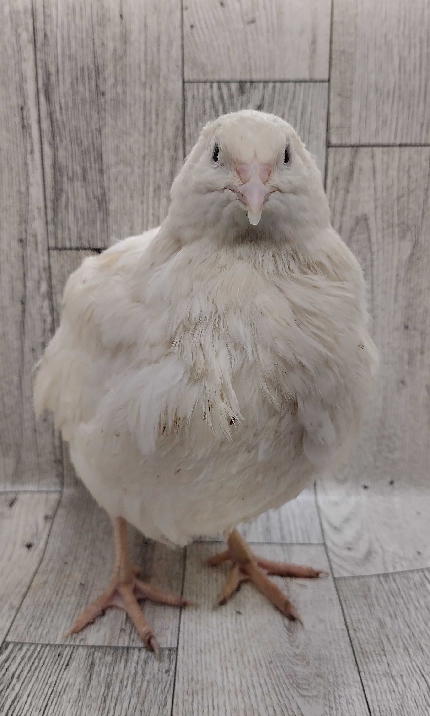 White Celadons hatching eggs