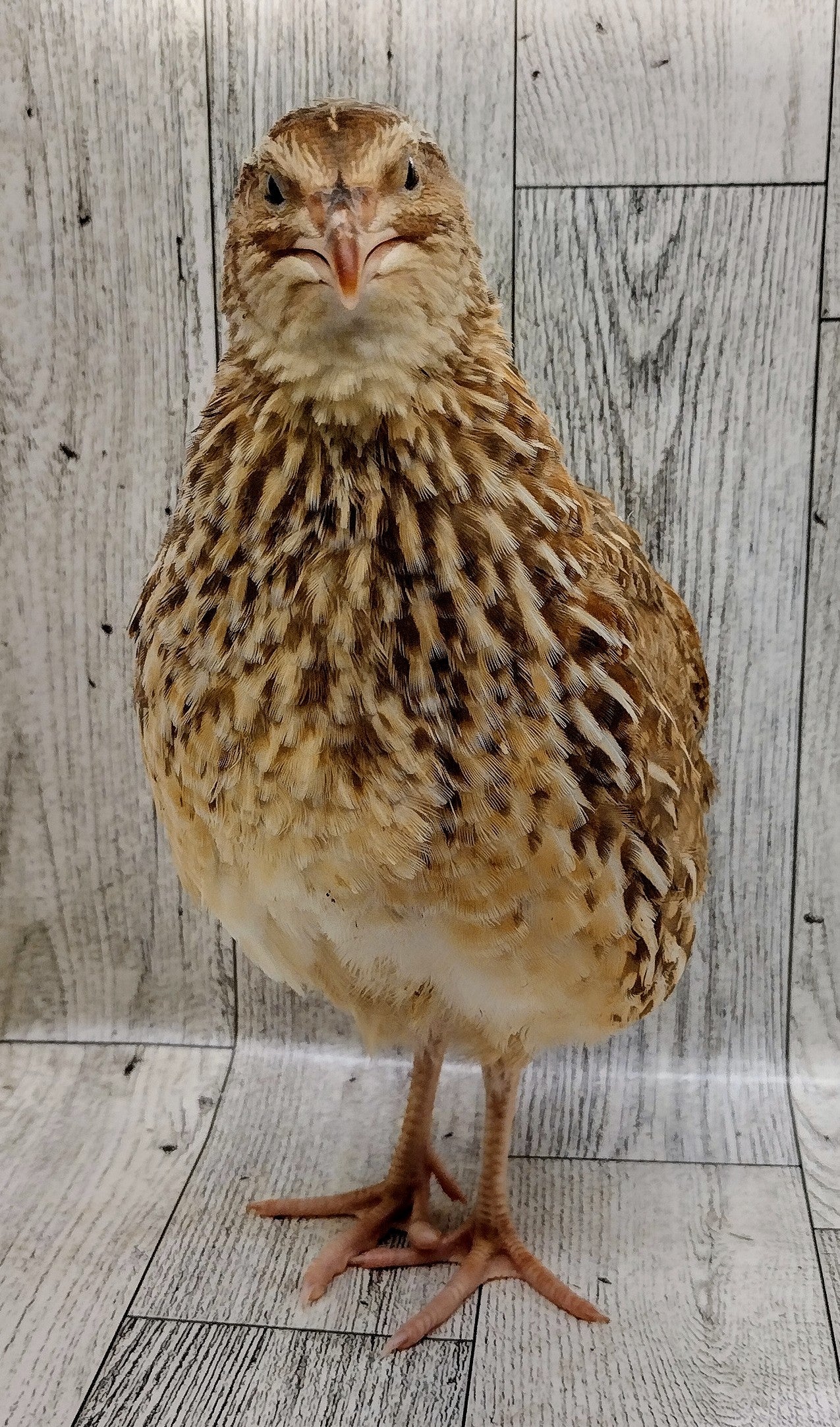 Homesteader Meat Maker hatching eggs