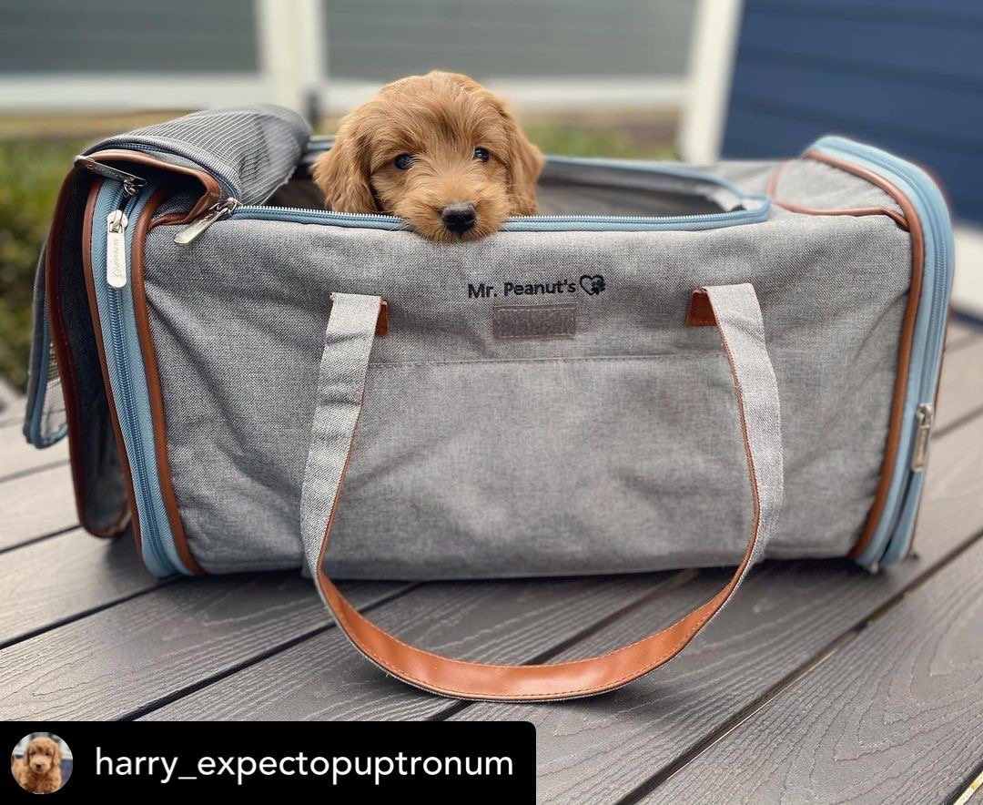 Mr. Peanut's Gold Series Big Apple XL Expandable Pet Carrier V3.0