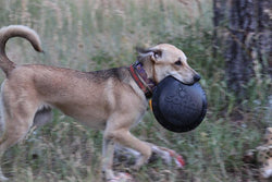 Magnum Bottle Top Flyer Ultra Durable Rubber Retrieving Frisbee - Large - Black