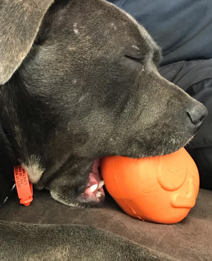 Roasted Turkey eDispenser Durable Rubber Chew Toy & Treat Dispenser - Large - 25% off!