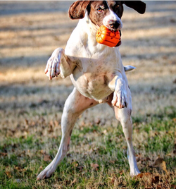 Jack O' Lantern Durable Rubber Chew Toy & Treat Dispenser