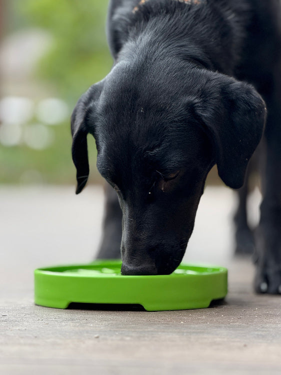 Garden Design eTray - Shallow Slow Feeder Dog Bowl for Enrichment | USA