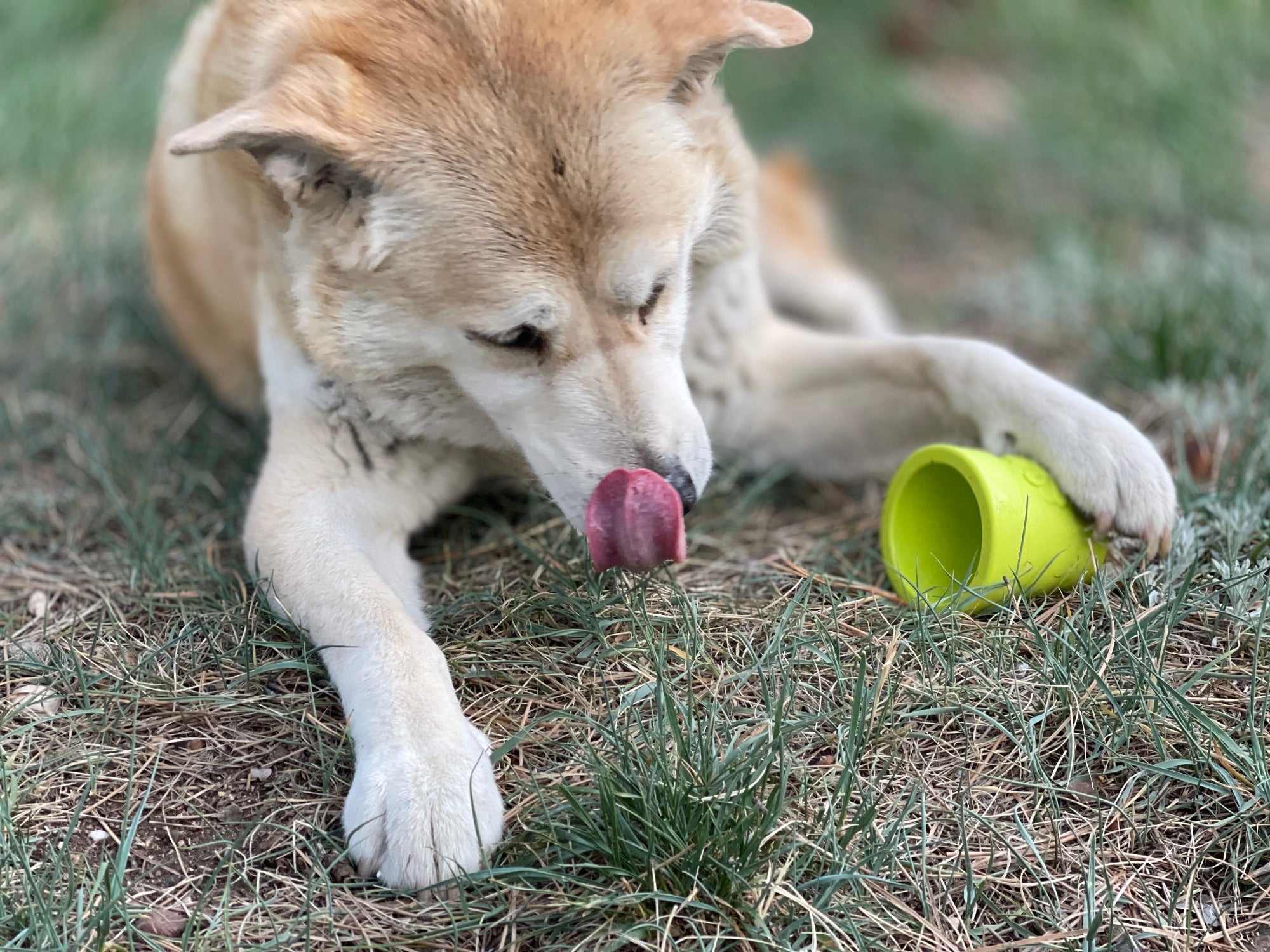 Large Flower Pot Durable PUP-X Rubber Treat Dispenser & Enrichment Toy