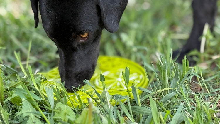 Citrus Design eMat - Enrichment Lick Mat For Dogs and Cats - with Suction Cups | USA Made